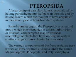 Attēlu rezultāti vaicājumam “Pteropsida”