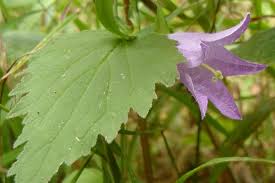 Attēlu rezultāti vaicājumam “Campanula trachelium bud”
