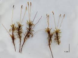 Attēlu rezultāti vaicājumam “Atrichum flavisetum”