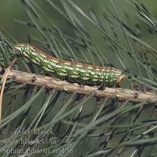Attēlu rezultāti vaicājumam “Sphinx pinastri”