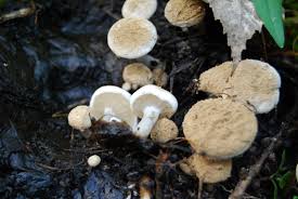 Attēlu rezultāti vaicājumam “Asterophora lycoperdoides”