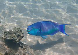 Image result for Chlorurus gibbus