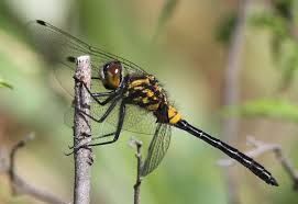 Attēlu rezultāti vaicājumam “Leucorrhinia caudalis male”