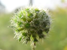 Attēlu rezultāti vaicājumam “Knautia arvensis fruit”