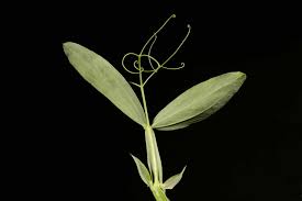Attēlu rezultāti vaicājumam “Lathyrus latifolius leaf”