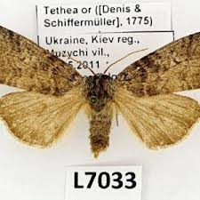 Attēlu rezultāti vaicājumam “Tethea or”