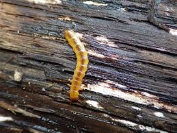 Attēlu rezultāti vaicājumam “Cucujus cinnaberinus larva”