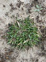 Attēlu rezultāti vaicājumam “Gypsophila fastigiata”