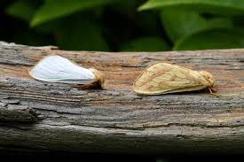 Attēlu rezultāti vaicājumam “Hepialus humuli male”