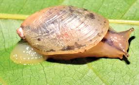 Attēlu rezultāti vaicājumam “Succinea”