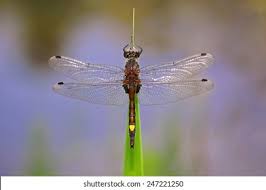 Attēlu rezultāti vaicājumam “Leucorrhinia pectoralis female”