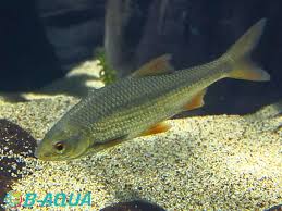 Image result for Chondrostoma nasus