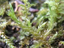 Attēlu rezultāti vaicājumam “Cirriphyllum piliferum”