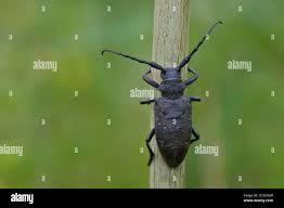 Attēlu rezultāti vaicājumam “Lamia textor”