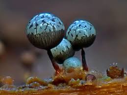 Attēlu rezultāti vaicājumam “Cribraria vulgaris macro”