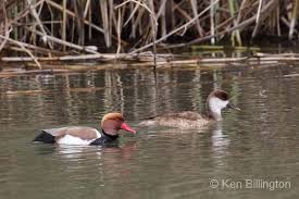 Image result for Netta rufina