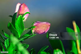 Attēlu rezultāti vaicājumam “Lathyrus tuberosus bud”