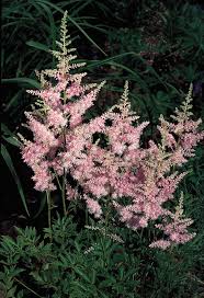 Attēlu rezultāti vaicājumam “Haloragaceae”