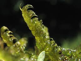 Attēlu rezultāti vaicājumam “Palustriella falcata”