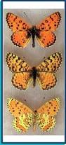 Attēlu rezultāti vaicājumam “Melitaea didyma”