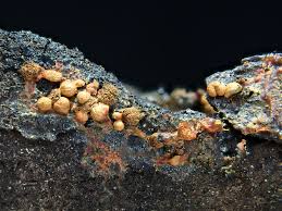 Attēlu rezultāti vaicājumam “Physarum luteolum spores”