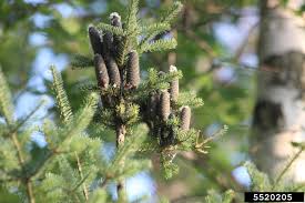 Attēlu rezultāti vaicājumam “Abies balsamea”