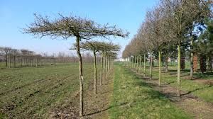 Attēlu rezultāti vaicājumam “Crataegus x macrocarpa”