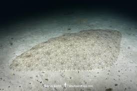 Image result for Gymnura natalensis