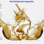 Attēlu rezultāti vaicājumam “Epinotia trigonella”
