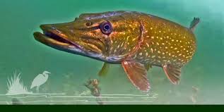 Image result for Thames Valley Angling