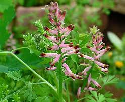 Image result for Fumaria officinalis