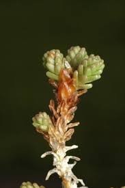 Attēlu rezultāti vaicājumam “Sedum acre bud”