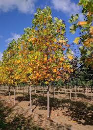 Attēlu rezultāti vaicājumam “Liriodendron tulipifera”