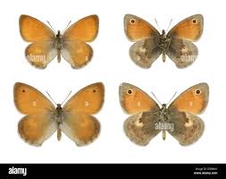 Attēlu rezultāti vaicājumam “Coenonympha pamphilus”