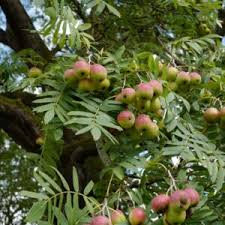 Attēlu rezultāti vaicājumam “Sorbus alnifolia fruit”