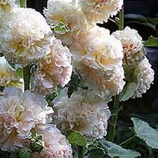 Image result for Alcea rosea `Appleblossom`