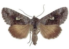 Attēlu rezultāti vaicājumam “Syngrapha interrogationis”