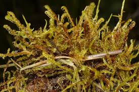 Attēlu rezultāti vaicājumam “Scorpidium revolvens”