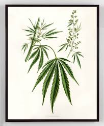 Attēlu rezultāti vaicājumam “Cannabis sativa leaf”