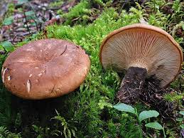 Attēlu rezultāti vaicājumam “Lactarius lygniotus”