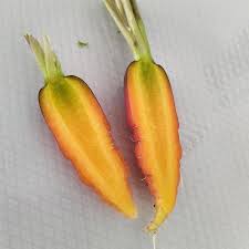 Attēlu rezultāti vaicājumam “Daucus carota subsp. carota fruit”