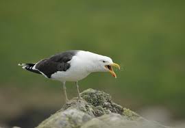 Attēlu rezultāti vaicājumam “Larus marinus adult”