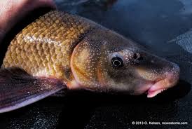 Image result for Cycleptus elongatus