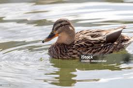 Attēlu rezultāti vaicājumam “Anas platyrhynchos female”