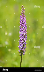 Attēlu rezultāti vaicājumam “Gymnadenia conopsea flower”