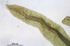 Attēlu rezultāti vaicājumam “Dicranum undulatum”