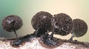 Attēlu rezultāti vaicājumam “Comatricha ellae macro”