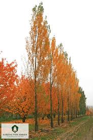 Attēlu rezultāti vaicājumam “Populus nigra Italica leaf”