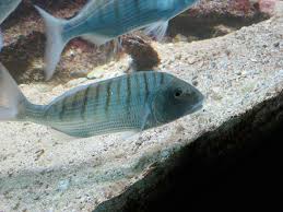 Image result for Lithognathus lithognathus