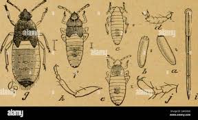 Attēlu rezultāti vaicājumam “Psallus sp. imago”